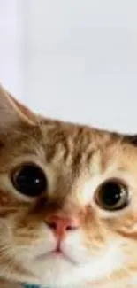 Adorable orange cat with big eyes against a white background.