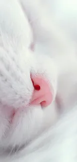 Close-up of a cute cat's pink nose and soft white fur.