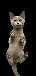 Adorable cat with paws up on a black background.