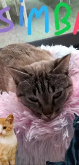 Cat lying on a fluffy pink cushion with colorful accents.