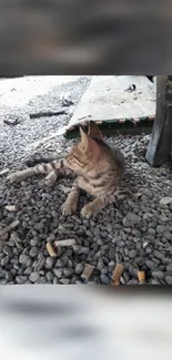 Tabby cat comfortably resting on gray pebbles.