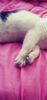 A cute cat resting on a soft pink blanket.