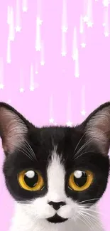 Cute black and white cat with large eyes on pink background.