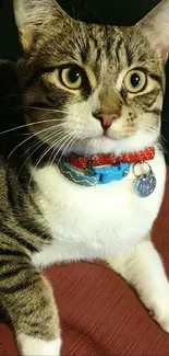 Close-up of a cute cat with striped fur and red collar on a red blanket.