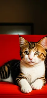 A cute tabby cat lounging on a red couch in a cozy room.