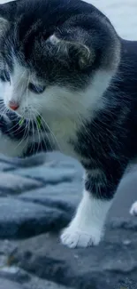 Cute cat on stones with a serene backdrop.