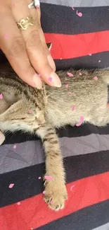 Cute kitten resting on a red and black striped blanket with pink petals.