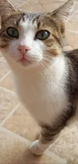 Cute cat with green eyes on a tiled floor.