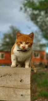 Adorable cat perched on a wooden fence with a green background.