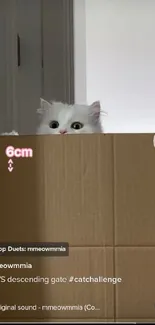 White cat peeking over a cardboard box in TikTok format wallpaper.