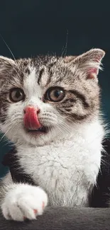 Cute cat licking nose in dark backdrop, wearing a bow tie.