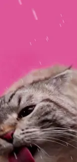 Cute cat with a pink background, perfect for phone wallpaper.