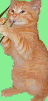 Orange cat playing trombone on green wallpaper background.