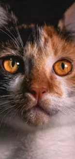 Adorable cat with orange eyes staring intently in dark background.