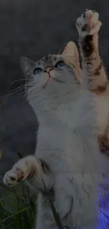 Adorable cat reaching up with blue eyes in a natural setting.