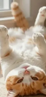Fluffy orange and white cat relaxes in sunlit room.