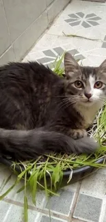 Fluffy gray cat resting on green grass.