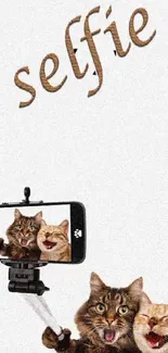 Cats taking a selfie with a smartphone, playful and cute wallpaper.