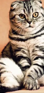 Adorable Scottish Fold cat sitting on a soft, light orange background.