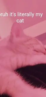 Adorable pink-tinted wallpaper of a sleeping white cat.