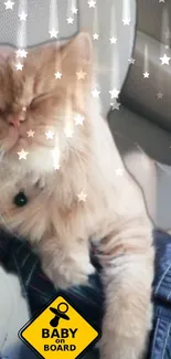 Adorable sleeping cat with stars in car seat.