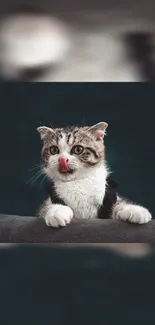 Cute kitten with tongue out, dark teal background.