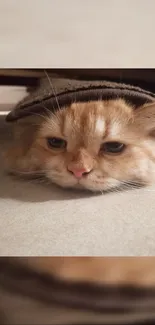 Ginger cat snuggled under a cozy blanket.