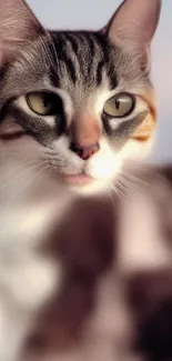 Blurred close-up of a cute tabby cat.