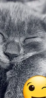 Sleeping cat with a winking emoji overlaid.