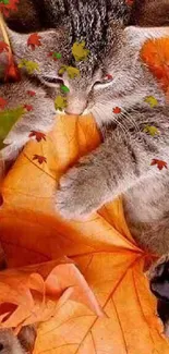 Adorable kitten snuggled in vibrant orange autumn leaves.