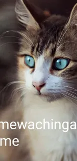 Fluffy cat with blue eyes portrait wallpaper.