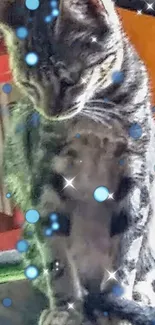 Adorable tabby cat with blue sparkles wallpaper.