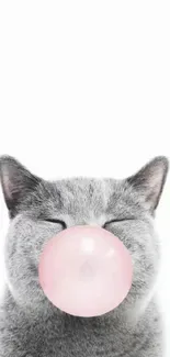 Cute gray cat blows pink bubblegum on white background.