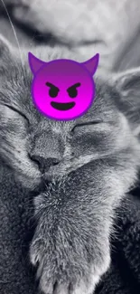 Sleeping kitten with a purple devil emoji on its head for a playful wallpaper.