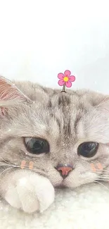 Cute fluffy cat with a pink flower on its head, lying down.