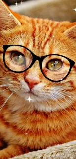 Orange cat with glasses in a cozy setting.