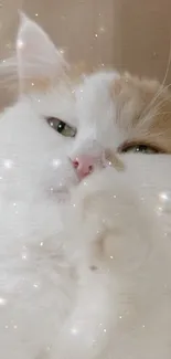 Fluffy cat with glitter stars on face and dreamy eyes.