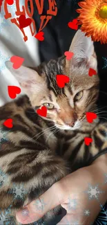 Bengal cat with red hearts and floral accents on a phone wallpaper.