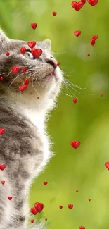 Fluffy grey cat with red hearts on a green background wallpaper.