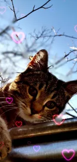 Cute cat on a ledge with pink heart effects and a blue sky.