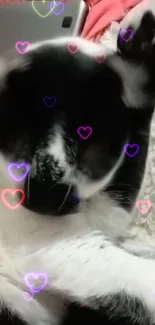 Cat with heart effects on soft blanket background.