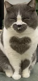 Adorable cat with heart-shaped fur pattern sitting gracefully.