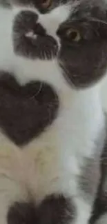 Cat with heart-shaped fur on chest, sitting adorably.