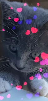 Grey cat with colorful heart graphics.