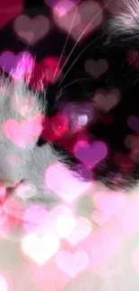 Cute black and white cat with pink heart overlay wallpaper.