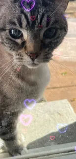 Adorable cat with heart overlays on window.