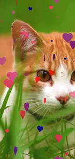 Orange cat with heart shapes on green grass.