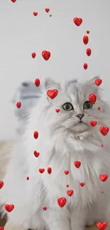 Fluffy white cat with red hearts around it on a cozy background.