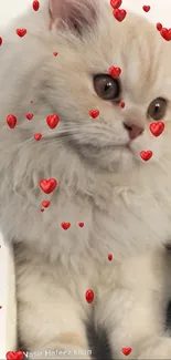 Cream-colored fluffy kitten with red hearts around.