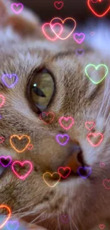 Close-up of a cute cat with colorful neon heart overlays.